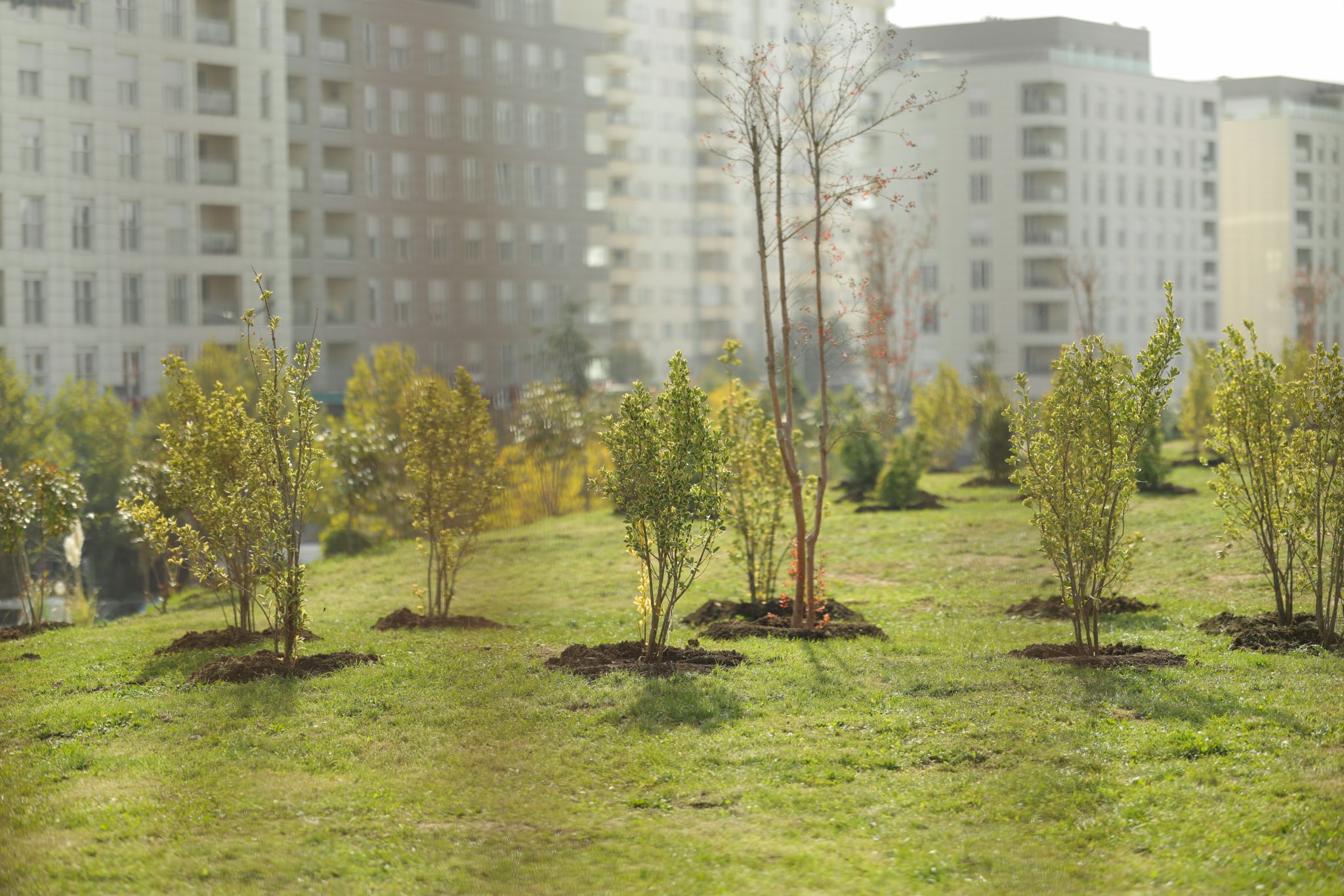 Raiffeisen Bank Kosova’s Commitment to a Greener Future